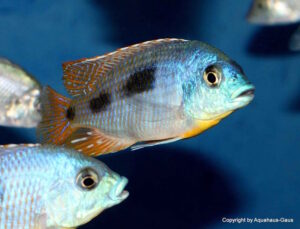 Otopharynx heterodon 'Gome Rock'