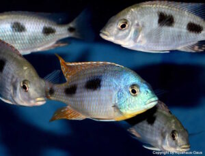 Otopharynx heterodon 'Gome Rock''Gome Rock' Otopharynx heterodon 'Gome Rock'