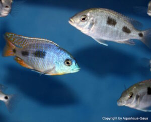 Otopharynx heterodon 'Gome Rock'