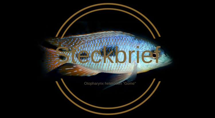Der Otopharynx heterodon 'Gome' im Steckbrief Otopharynx heterodon 'Gome'