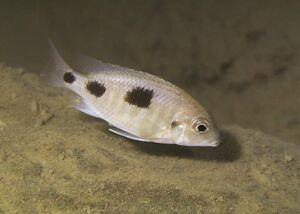 Otopharynx heterodon 'Hai Reef'