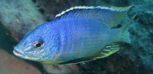 Otopharynx heterodon 'Katale Island'