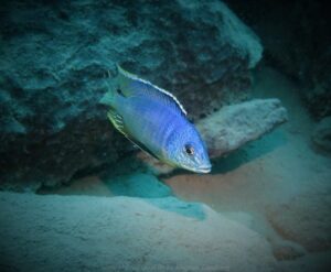 Otopharynx heterodon 'Katale Island'