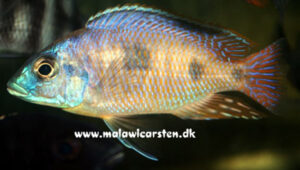 Otopharynx heterodon 'Londo'