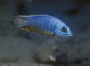 Otopharynx heterodon 'Lupingu'