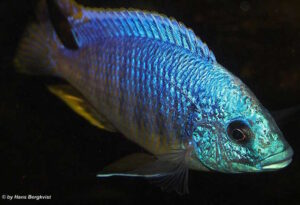 Otopharynx heterodon 'Malawi NP'