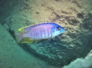 Otopharynx heterodon 'Malawi NP'