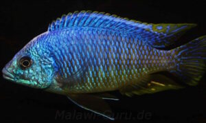 Otopharynx heterodon