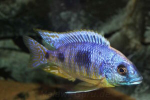 Otopharynx heterodon 'Malawi NP'