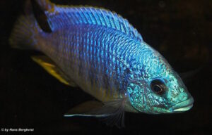 Otopharynx heterodon 'Malawi NP'