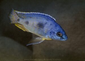 Otopharynx heterodon 'Wikihi'