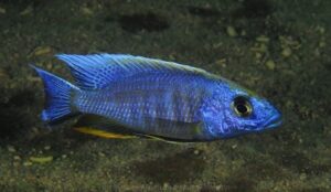 Otopharynx lithobates 'Chinyamwezi Island'