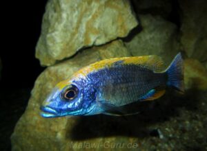 Otopharynx lithobates 'Domwe Island'