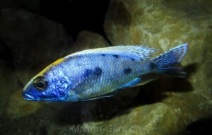 Otopharynx lithobates 'Domwe Island''Domwe Island' Otopharynx lithobates