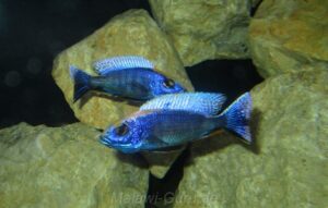 Otopharynx lithobates 'Domwe Island''Domwe Island' Otopharynx lithobates 'Domwe Island'