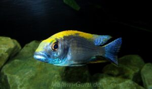 Otopharynx lithobates 'Domwe Island'