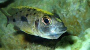 Otopharynx lithobates 'Domwe Island'