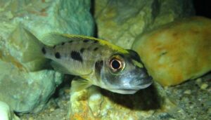 Otopharynx lithobates 'Domwe Island'