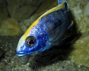 Otopharynx lithobates 'Domwe Island'