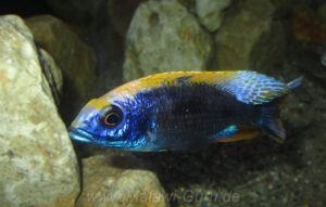 Otopharynx lithobates