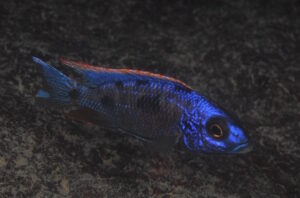 Otopharynx lithobates 'Tsano Rock'