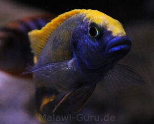 Otopharynx lithobates 'Zimbawe Rock'