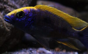 Otopharynx lithobates 'Zimbawe Rock'