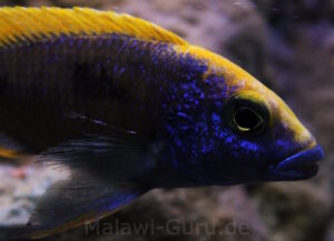 Otopharynx lithobates 'Zimbawe Rock'