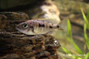 Otopharynx lithobates 'Zimbawe Rock'