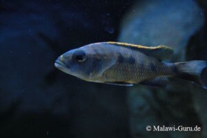 Otopharynx lithobates 'Zimbawe Rock'