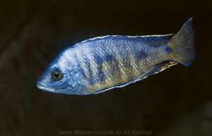 Otopharynx ovatus Arten