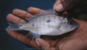 Otopharynx ovatus 'Mumbo Island'