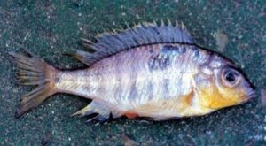 Otopharynx panniculus 'South East Arm'