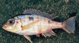 Otopharynx panniculus 'South East Arm'
