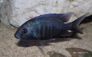 Otopharynx selenurus