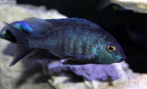 Otopharynx selenurus