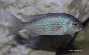 Otopharynx selenurus