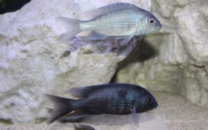 Otopharynx selenurus