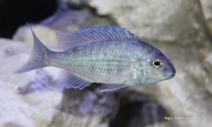 Otopharynx selenurus