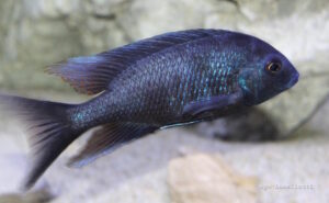 Otopharynx selenurus