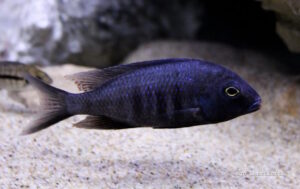 Otopharynx selenurus