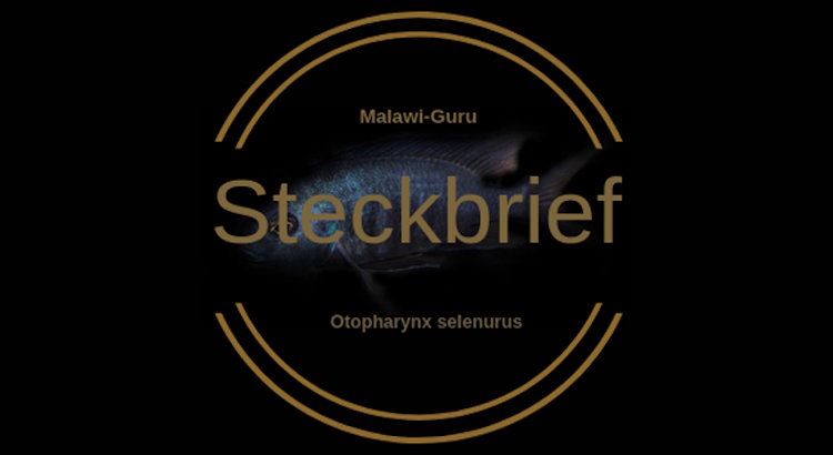 Otopharynx selenurus