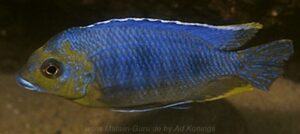 Otopharynx sp. 'auromarginatus goldhead' Minos Reef