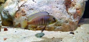 Otopharynx sp. 'auromarginatus goldhead' N'kolongwe