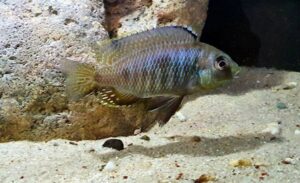 Otopharynx sp. 'auromarginatus goldhead' N'kolongwe