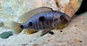 Otopharynx sp. 'auromarginatus goldhead' N'kolongwe