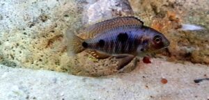 Otopharynx sp. 'auromarginatus goldhead' N'kolongwe