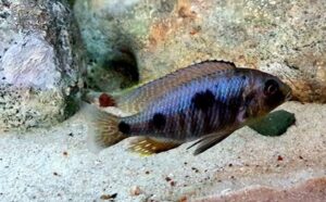 Otopharynx sp. 'auromarginatus goldhead' N'kolongwe
