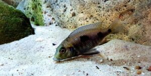Otopharynx sp. 'auromarginatus goldhead' N'kolongwe