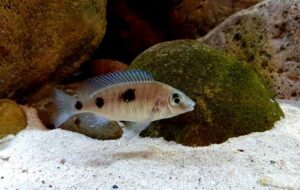 Otopharynx sp. 'auromarginatus goldhead' N'kolongwe